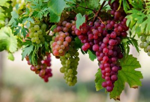 Чем полезен виноград для организма