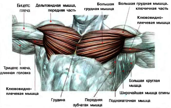 Анатомия грудной мышцы