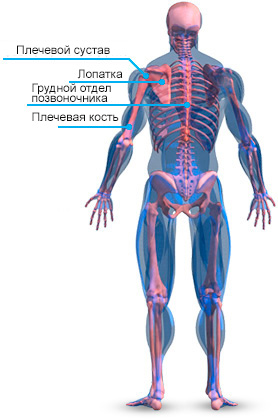 anatomiya-kostey-plecha