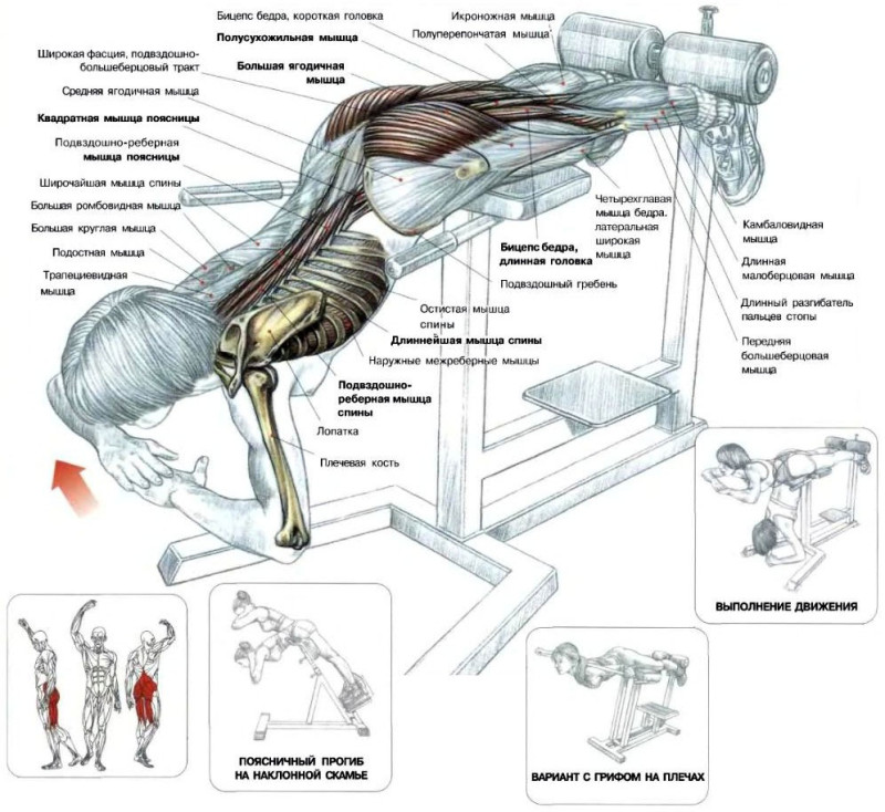 Упражнение гиперэкстензия Основные задействованные мышцы