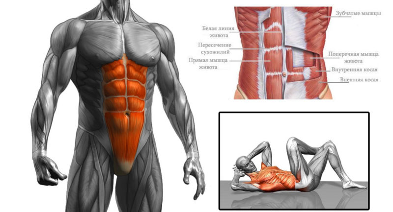 Активные мышцы при выполнении упражнения скручивания