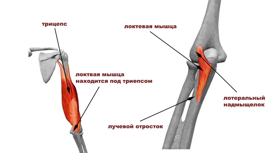  Локтевая мышца 