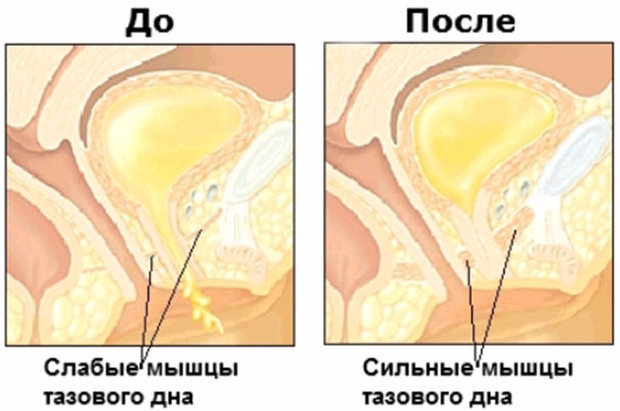 Мышцы тазового дна