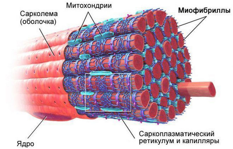 Скелетная мышечная ткань