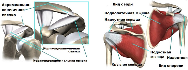 Вращательная манжета 