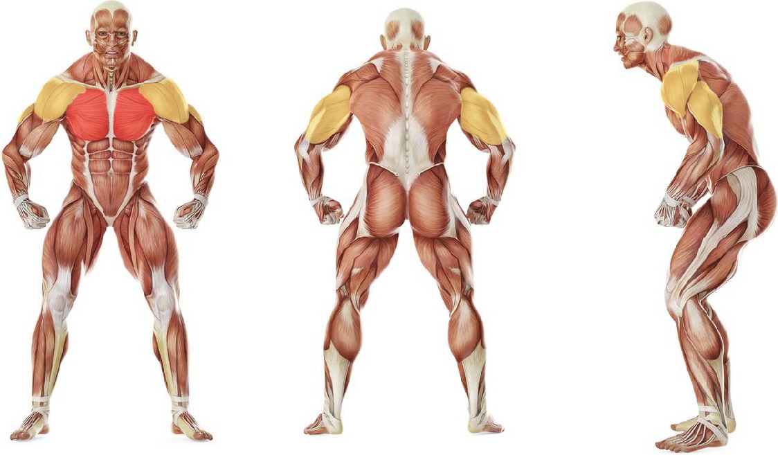 Какие мышцы работают в упражнении Наклонный жим в тренажере