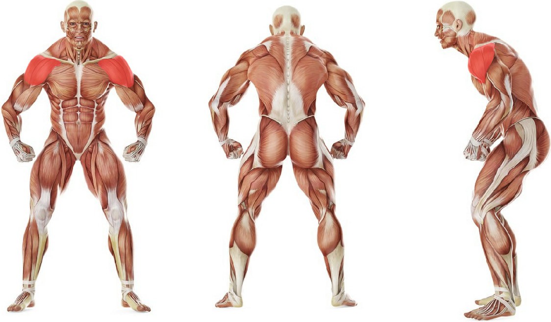 What muscles work in the exercise Front Plate Raise