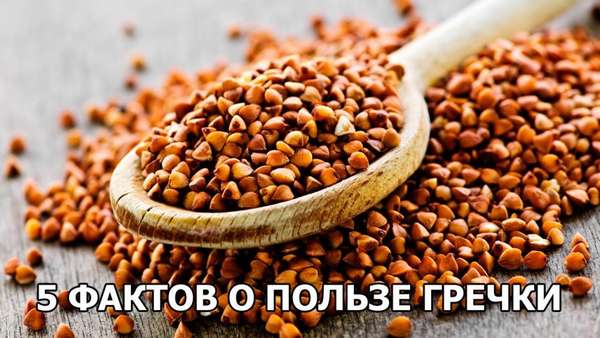 Факты о пользе гречихи