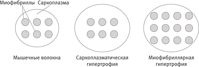 гипертрофия мышц