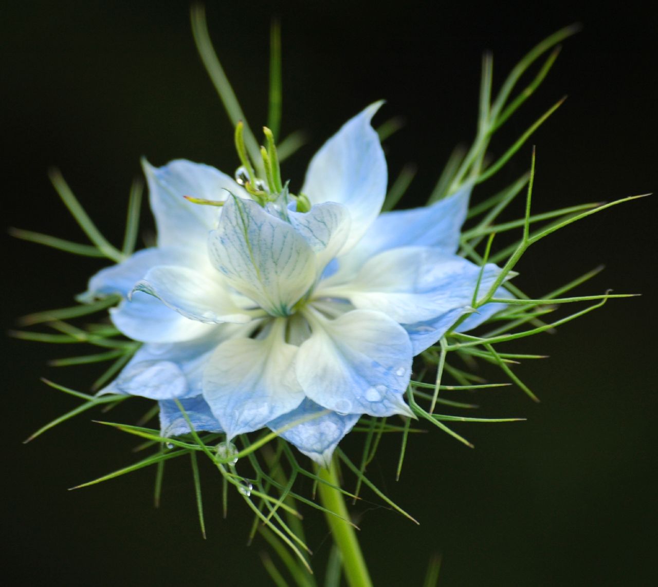 цветок тмина3101