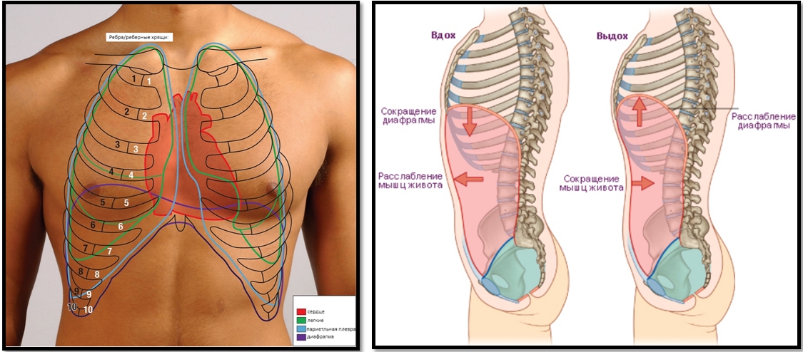 Диафрагма: механизм дыхания