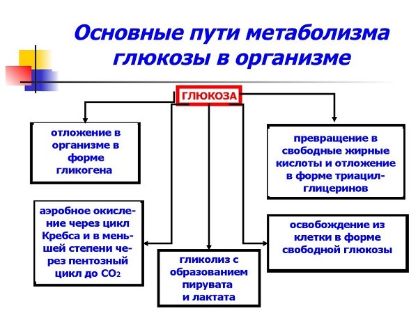 метаболизм глюкозы