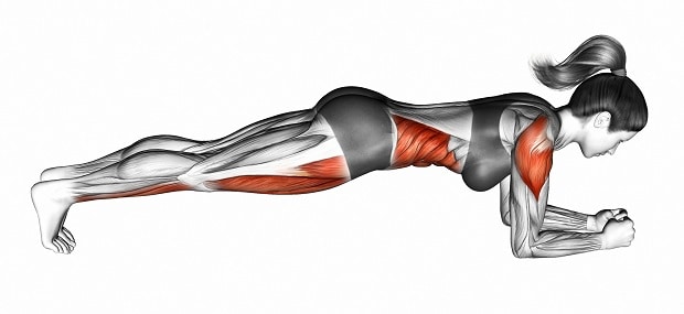 Мышцы, работающие в планке