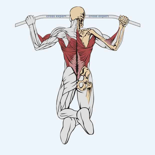 Подтягивания широким хватом - какие мышцы работают