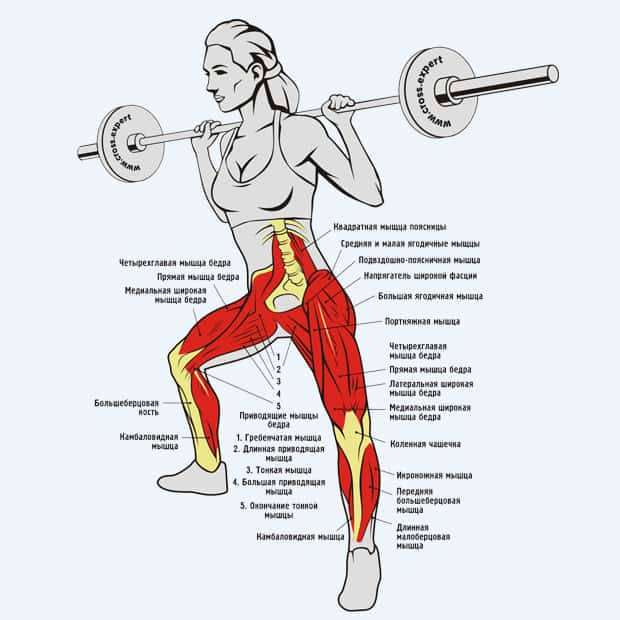 Выпады со штангой в стороны - мышцы