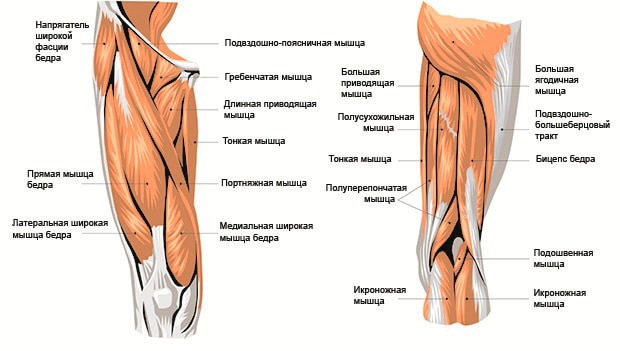 Анатомическое строение бедра