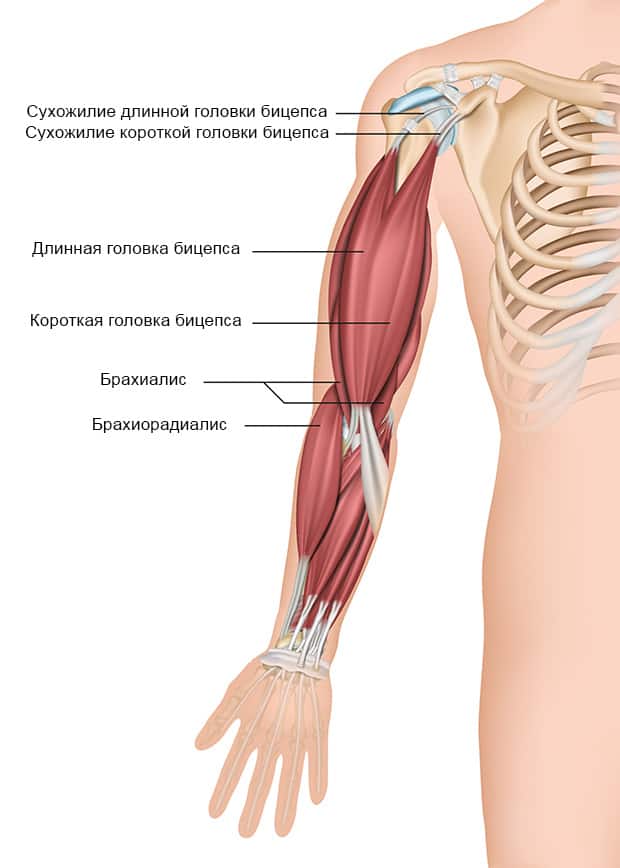 Анатомическое строение бицепса