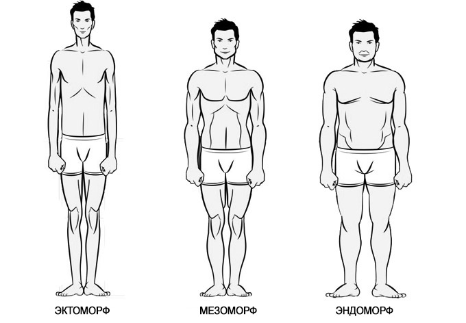 Типы телосложения