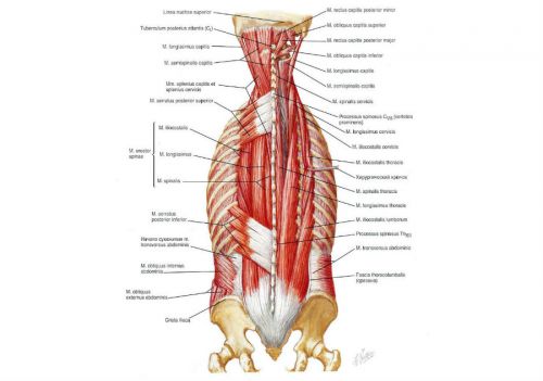 Глубокие мышцы спины