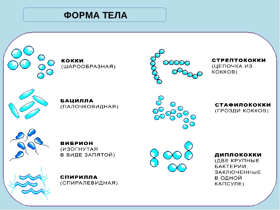 Представители группы бактерии. Схема формы бактерий 7клпсс. Форма бактерии кокки. Формы клеток бактерий. Формы бактериальных клеток 5 класс биология.