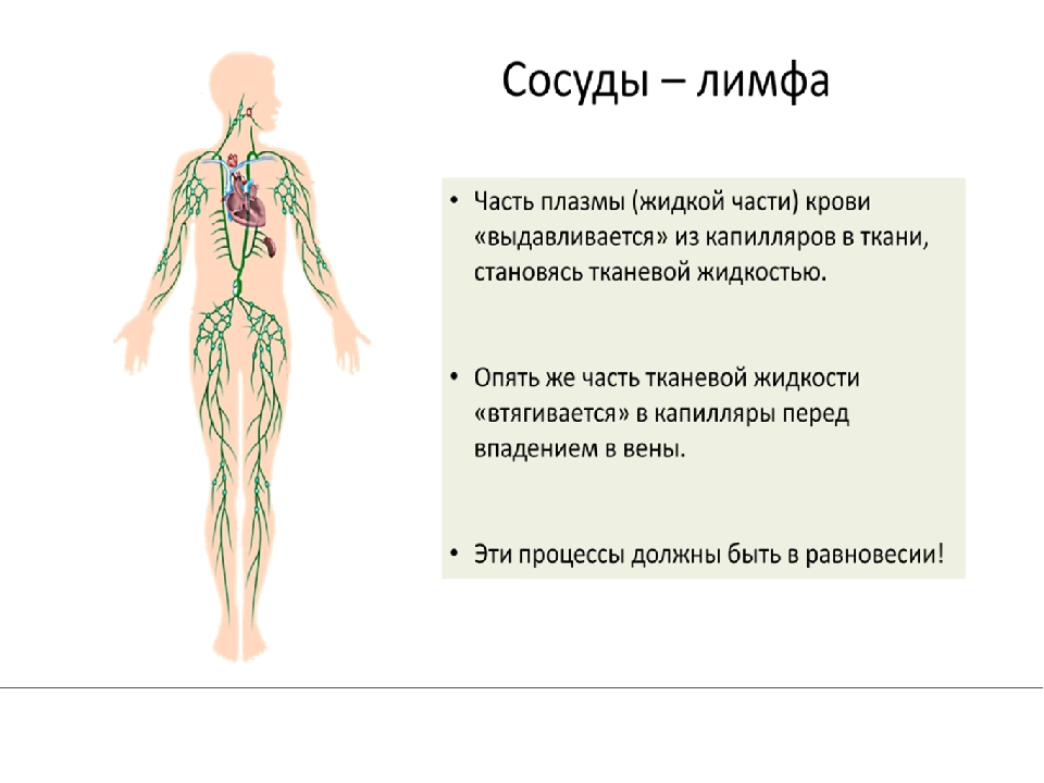 Лимфа включает. Лимфатическая система схема. Кровеносная и лимфатическая система человека. Кровеносная и лимфатическая система человека схема. Тренировка для лимфатической системы.