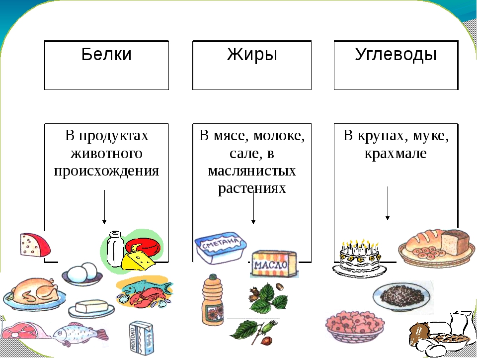 Белки жиры углеводы презентация