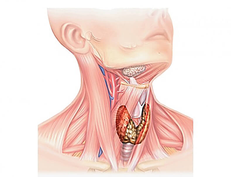 Как на нас влияют нарушения работы щитовидной железы?