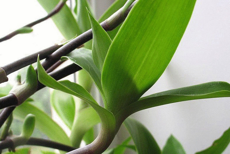 Золотой ус растение фото лечебные свойства комнатное растение