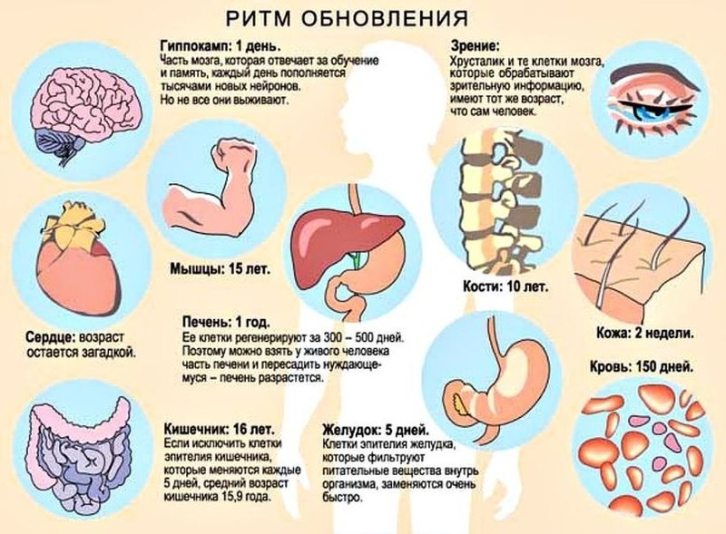 Ритмы обновления  организма человека