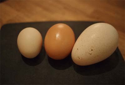 Куриное, утиное и индюшиное яйца