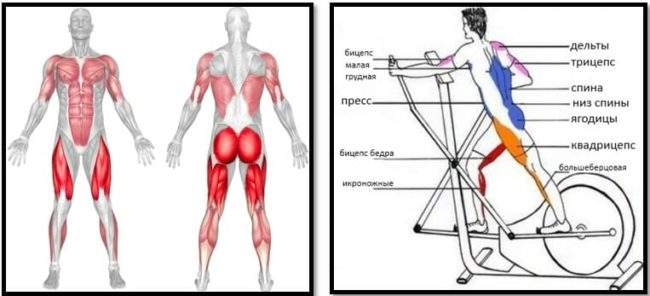 Мышцы задействованные при занятии на эллипсоиде