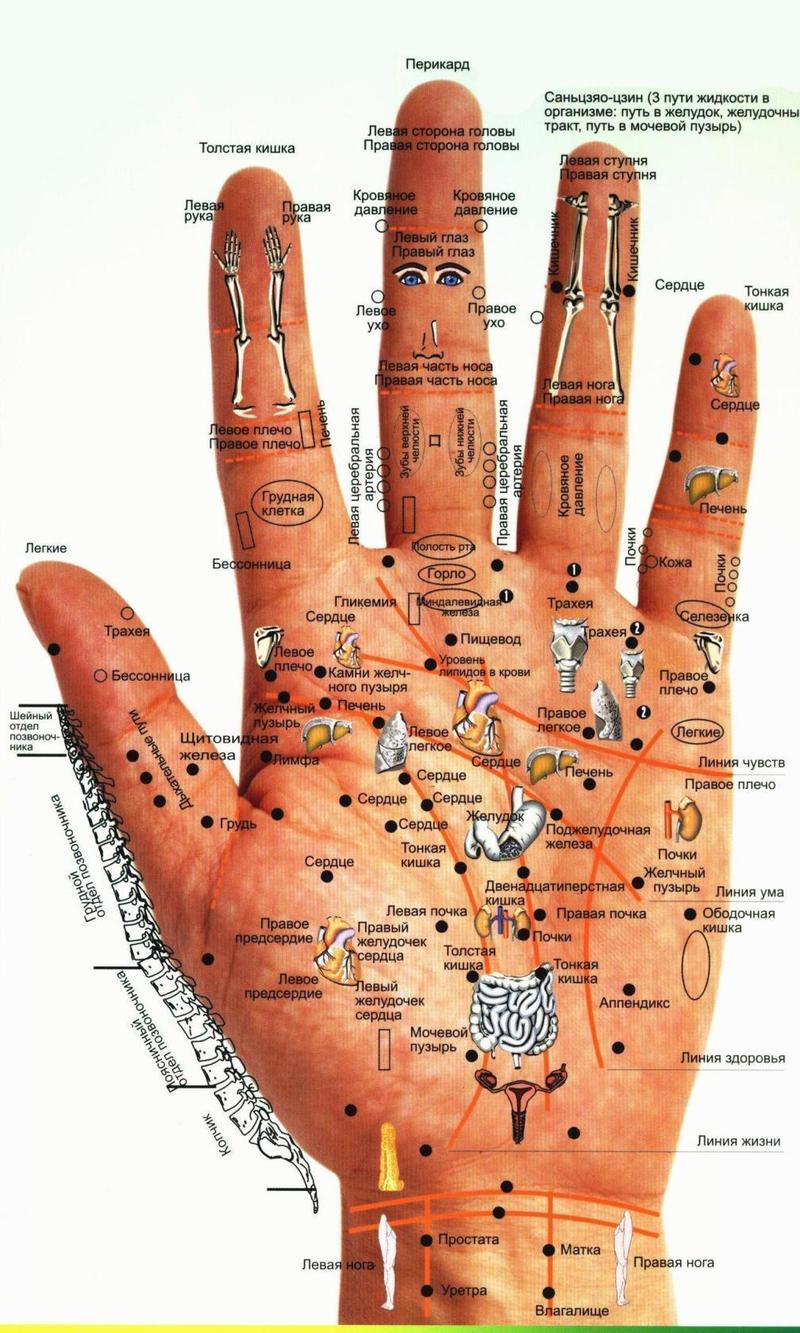 Точки на руке, отвечающие за органы