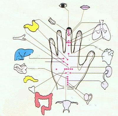 точки органов на руке 