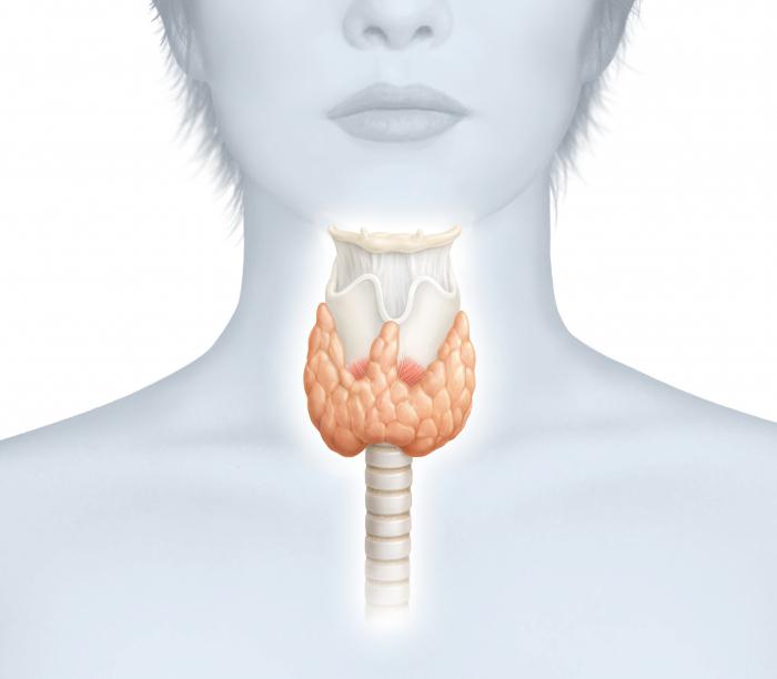 Где можно проверить щитовидную железу