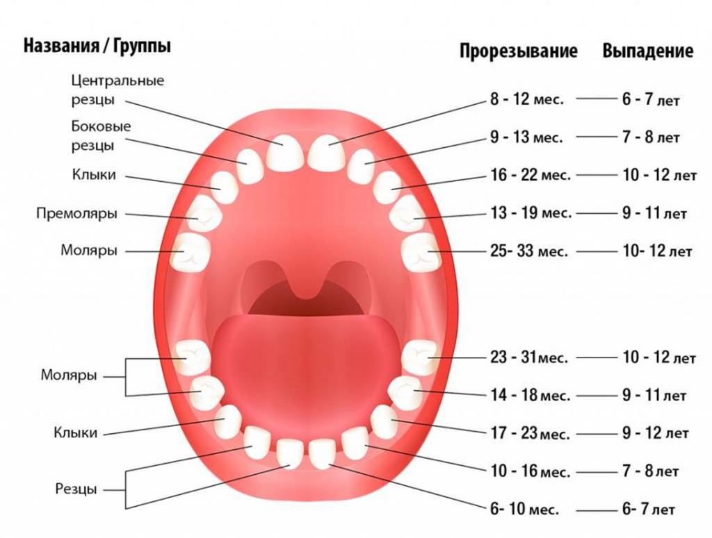 схема прорезывания зубов