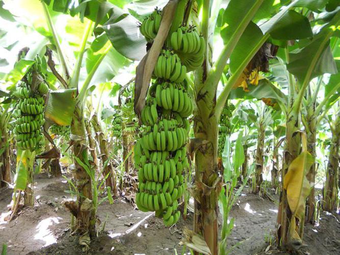 полезные свойства зеленых бананов