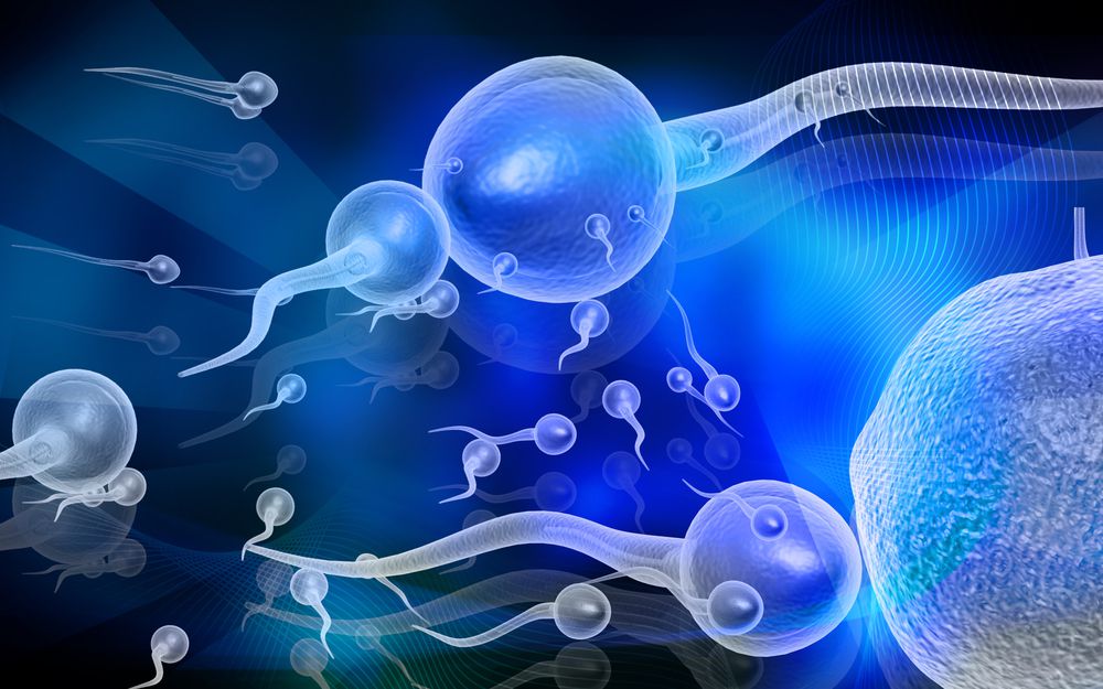 выработка спермы
