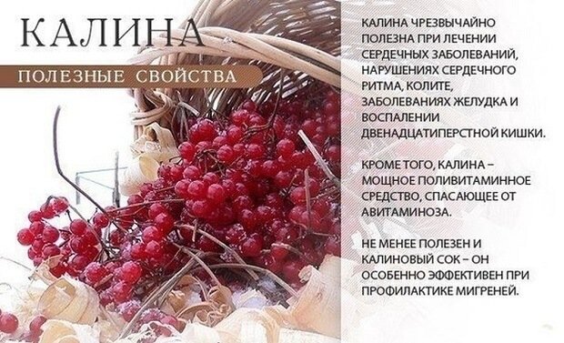 Польза растения