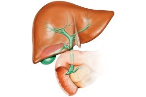 Гепатобилиарная система