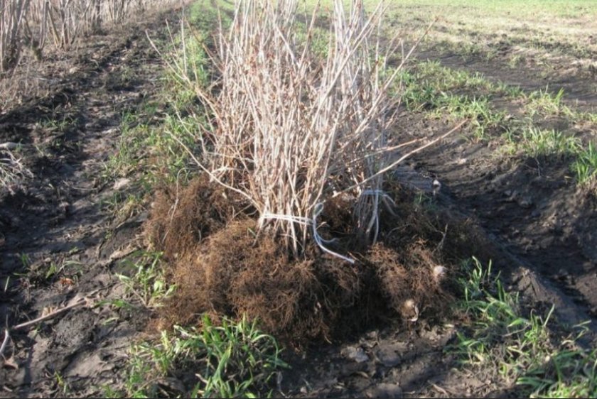 Корни калины