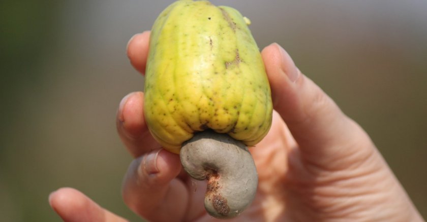 Как растёт орех кешью