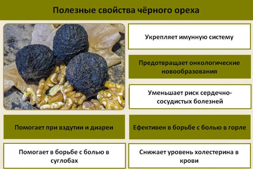 Полезные свойства чёрного ореха