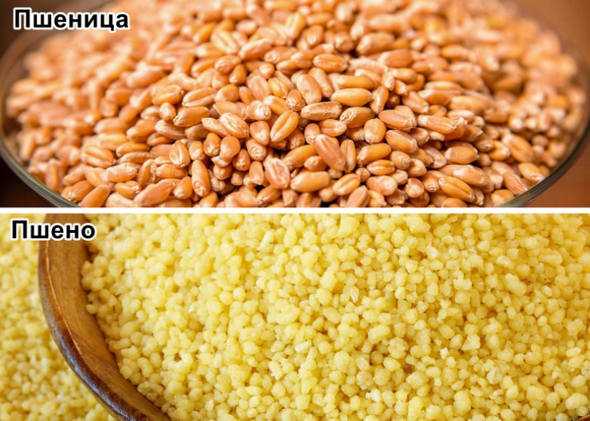 Пшеница и пшено