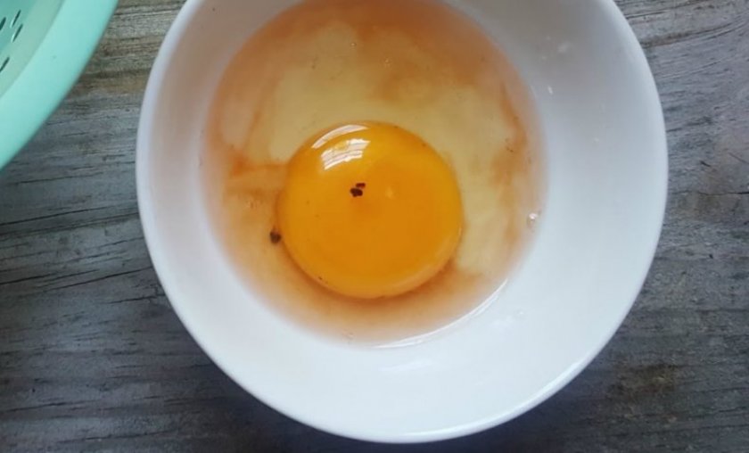 Кровь в курином яйце