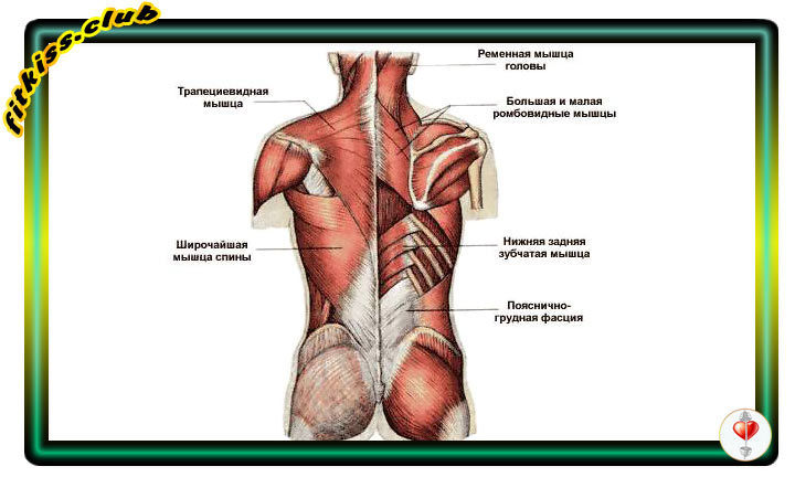anatomiia-myshtc-spiny-min