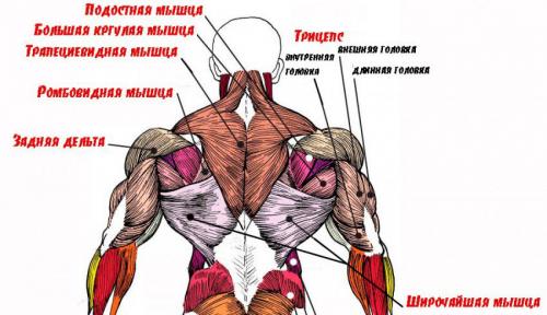 Упражнения для спины. Анатомия мышц спины
