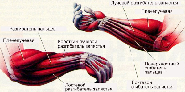 Анатомия предплечья