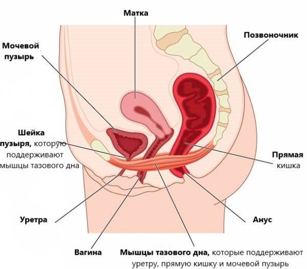 мышцы и органы малого таза