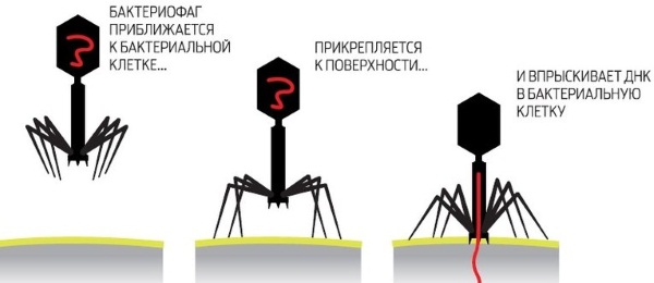 Золотистый стафилококк. Симптомы у взрослых, лечение народными средствами, бактериофагами, антибиотиками