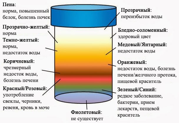 Красная моча у женщины. Причины боли, после 40-50 лет, с осадком, сгустки, при беременности